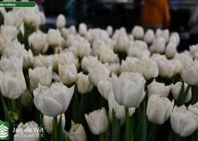 Tulipa Iceberg ® (2)